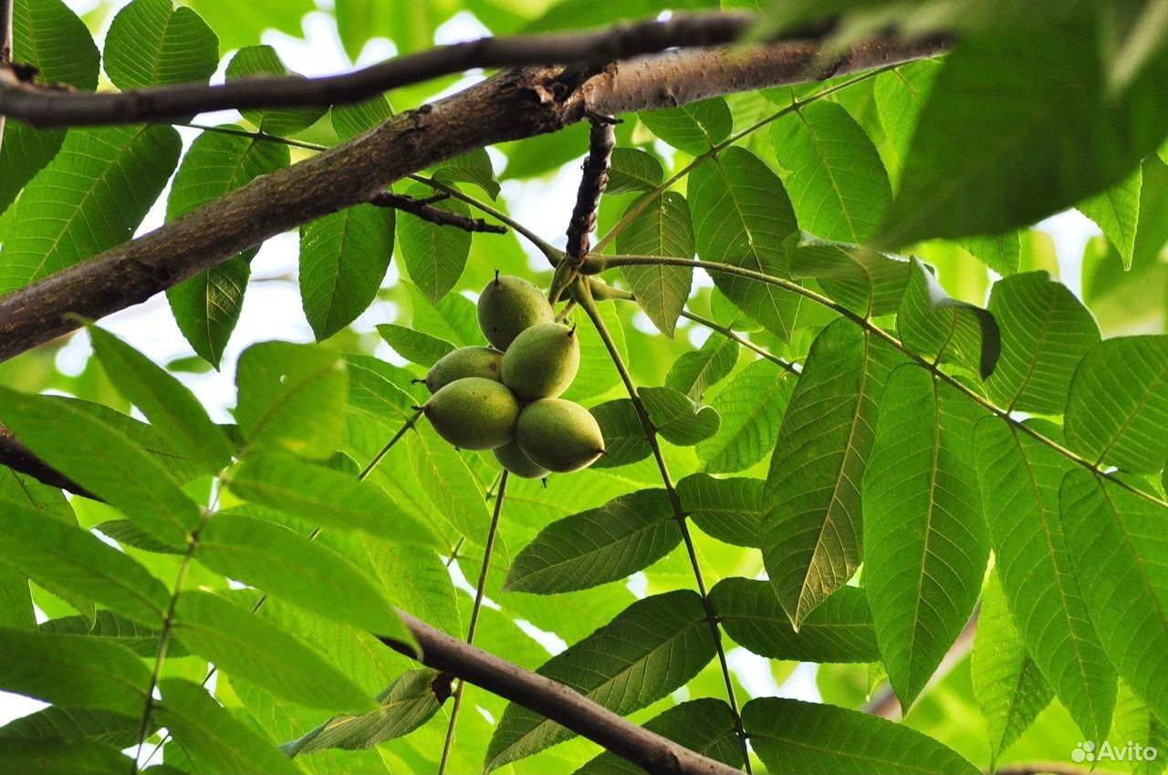 Маньчжурский орех фото в саду