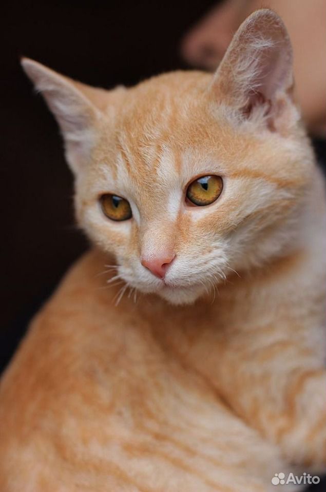 Весёлый, рыжий котенок в добрые руки купить на Зозу.ру - фотография № 5