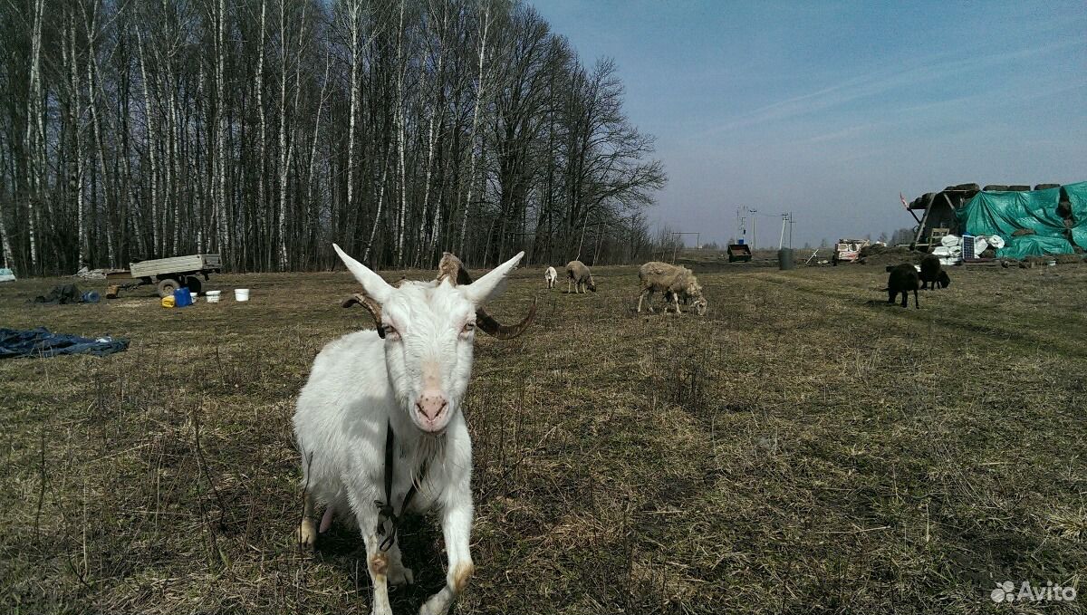 Козы, козлы и козлята купить на Зозу.ру - фотография № 1