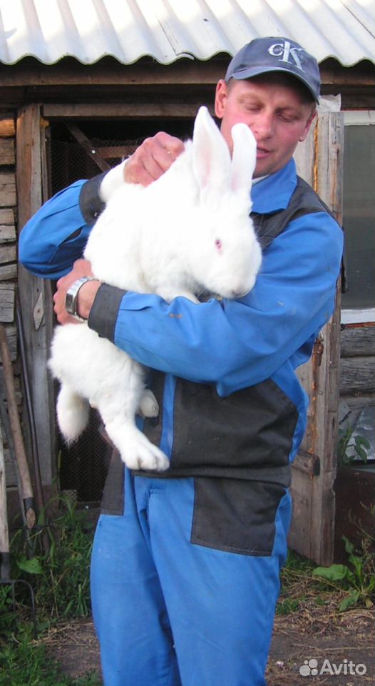 Кролики на племя и мясо кроликов купить на Зозу.ру - фотография № 3
