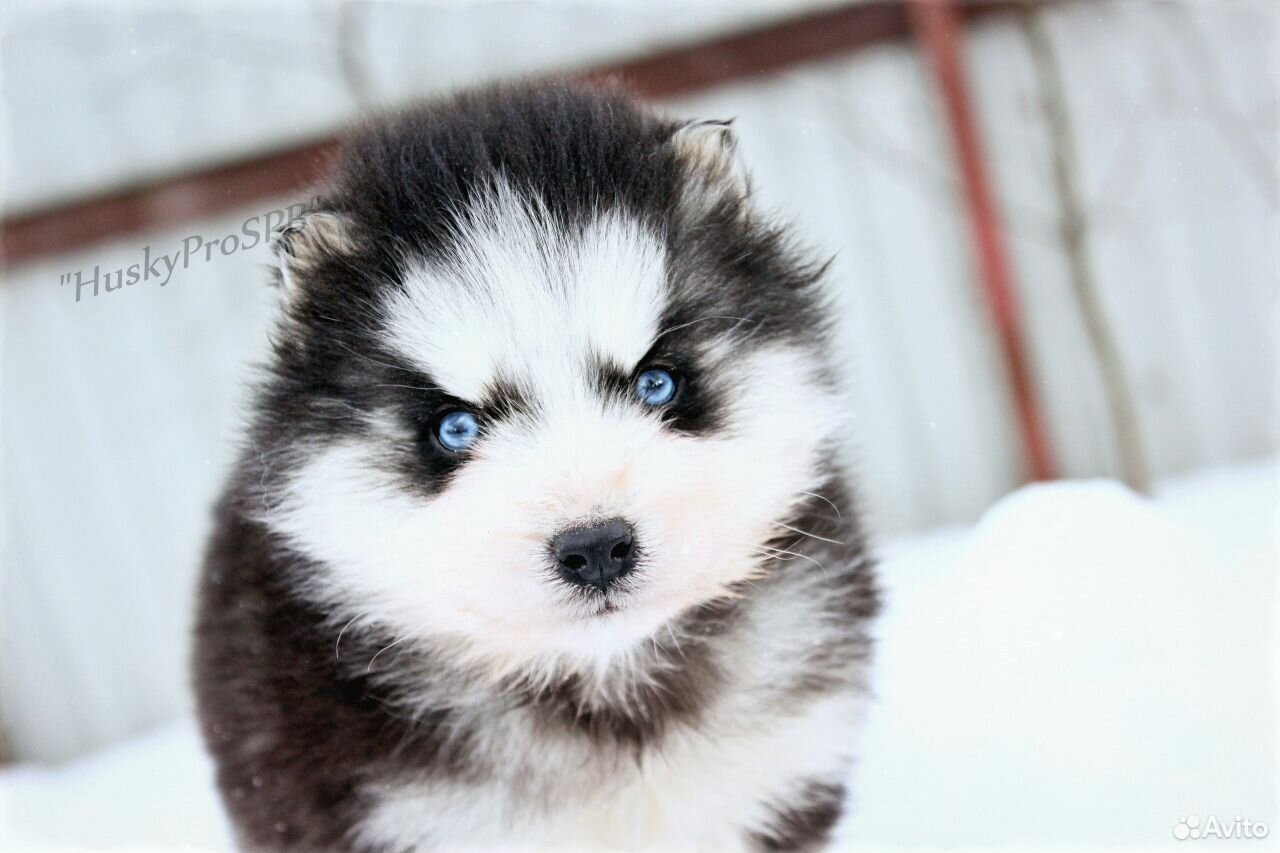 Хаски 7 месяцев. Детка голливуд. Хаски детка. Хаски детка голливуд. Детка голливуд.