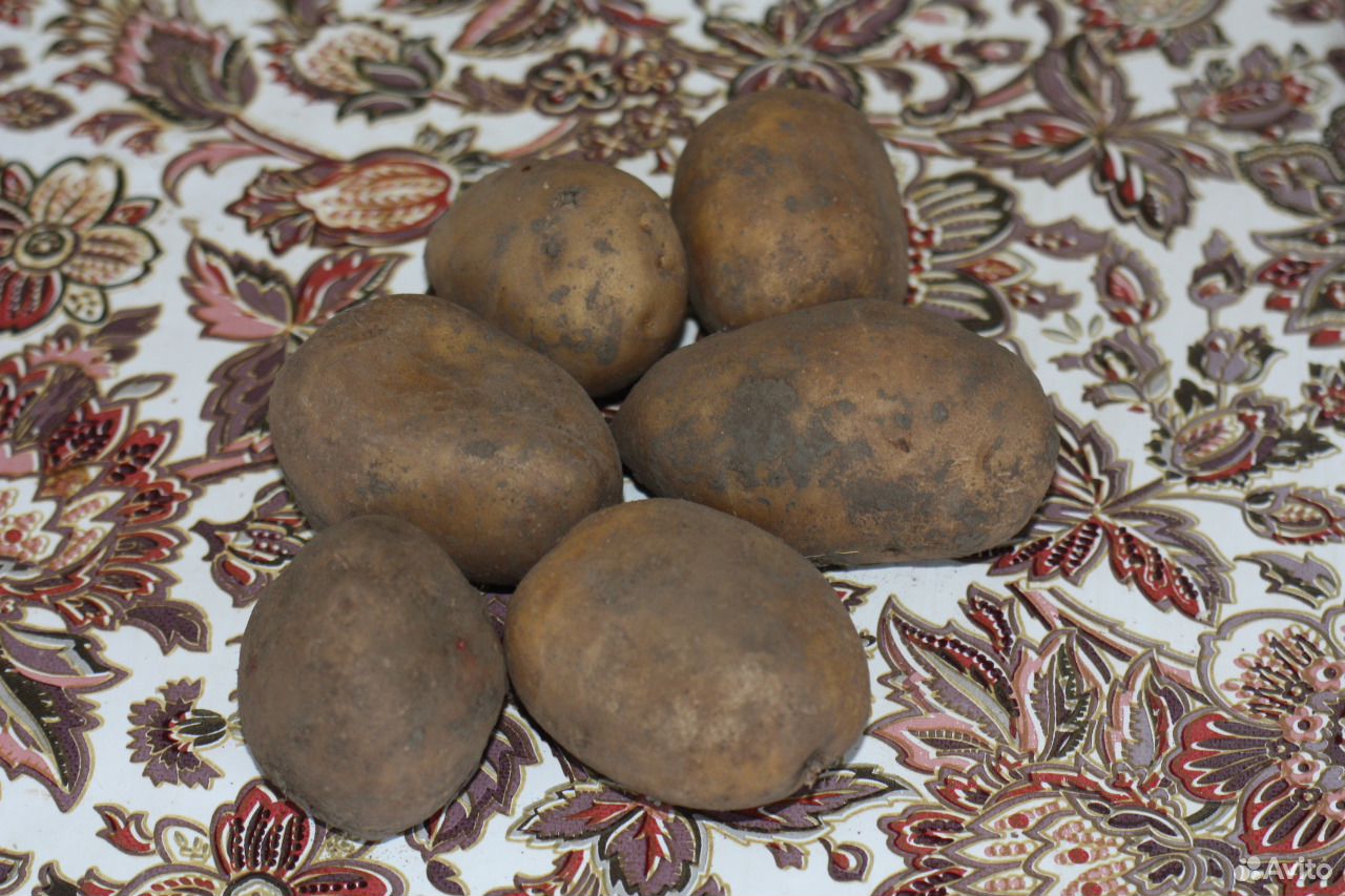 Картофель сорт Рябушка