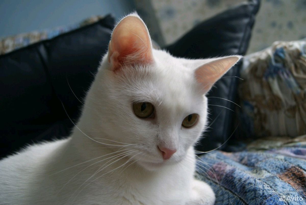 Белый кот ждет новых родителей купить на Зозу.ру - фотография № 3