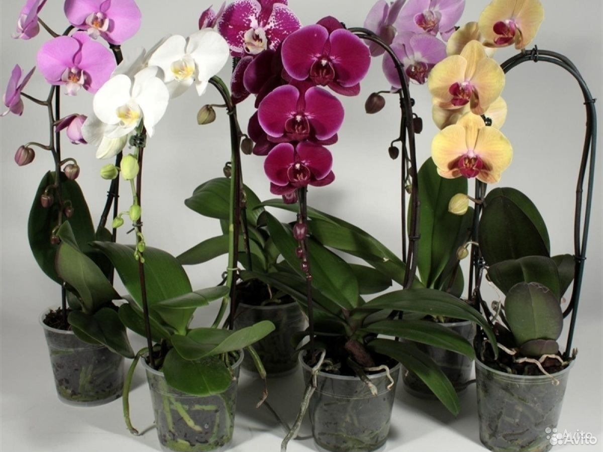 Продаю орхидеи Фаленопсис купить на Зозу.ру - фотография № 1