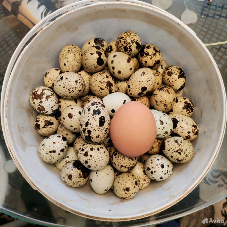 Яйцо домашнее перепелиное (крупное) купить на Зозу.ру - фотография № 1