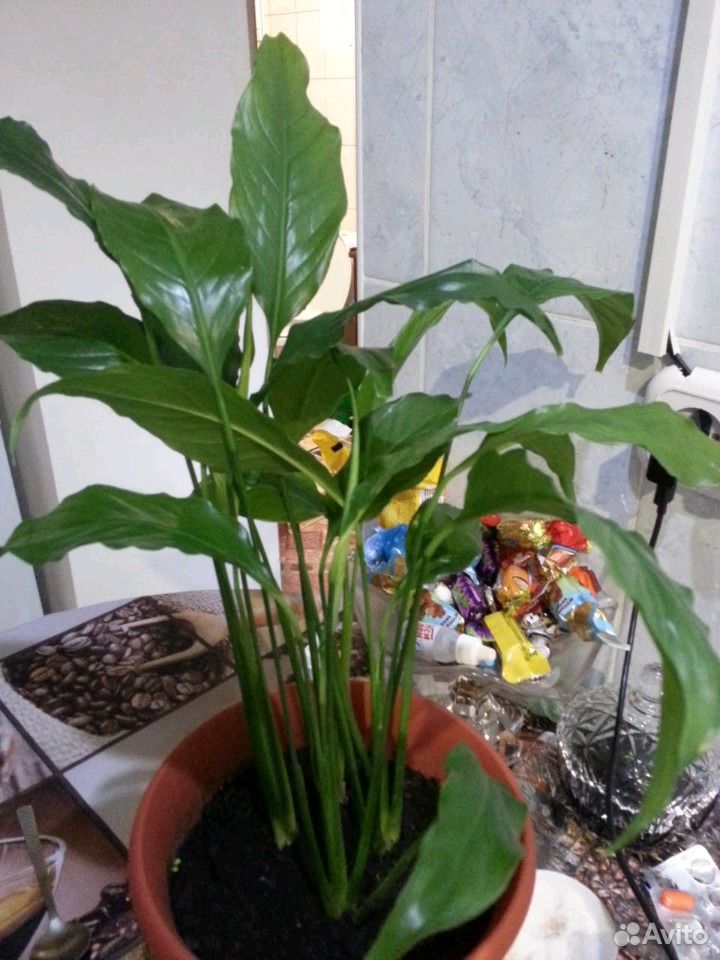 Растения спатифилум купить на Зозу.ру - фотография № 2