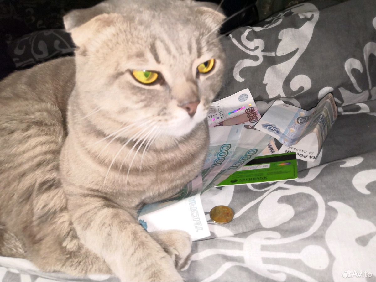 Кот на вязку купить на Зозу.ру - фотография № 3