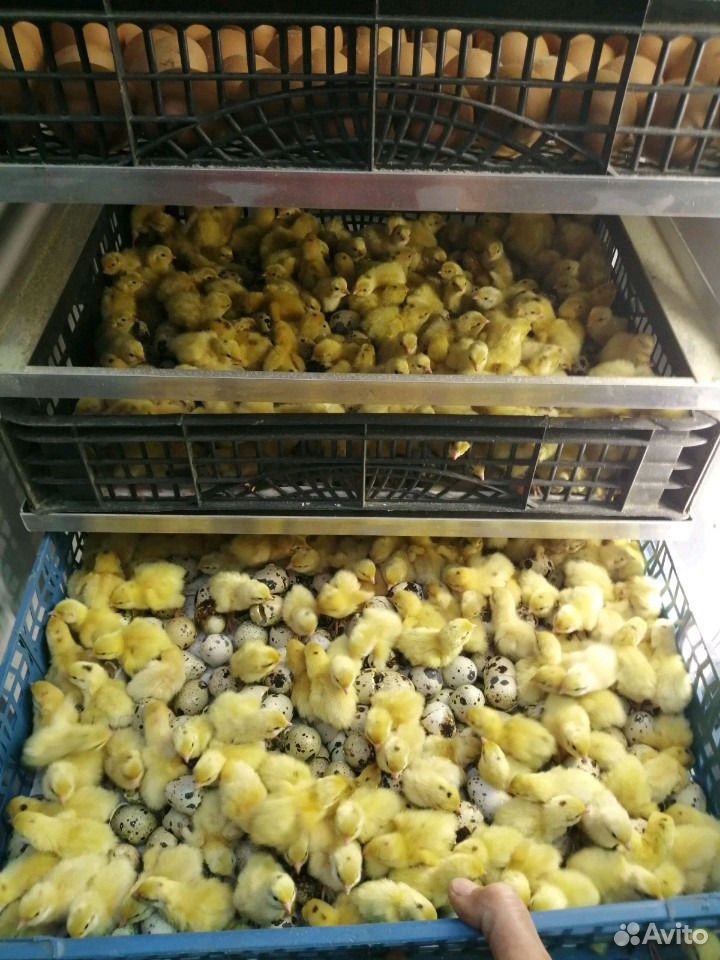 Инкубатор новый на 900 куриных яиц купить на Зозу.ру - фотография № 10