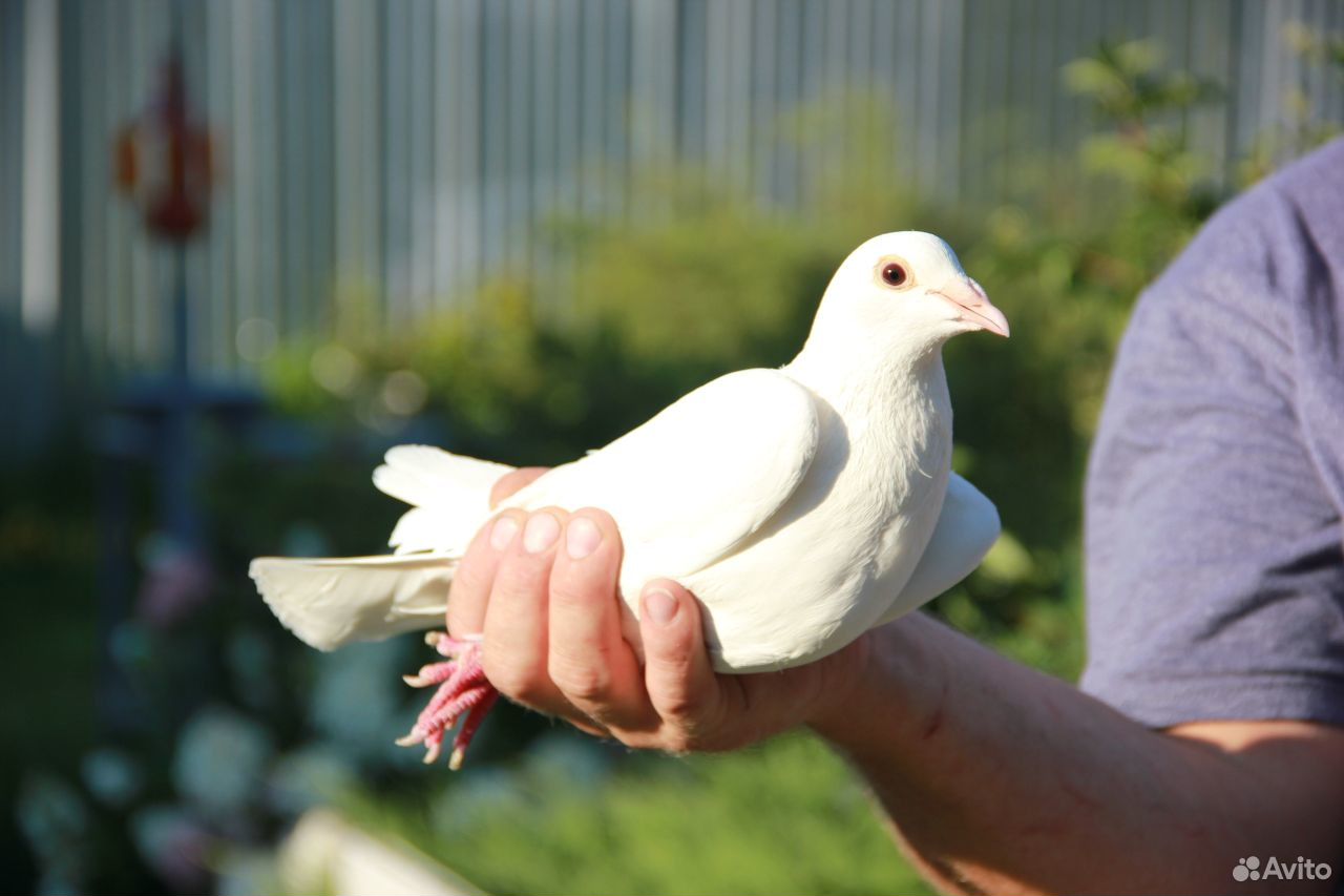 Белые голуби купить на Зозу.ру - фотография № 2
