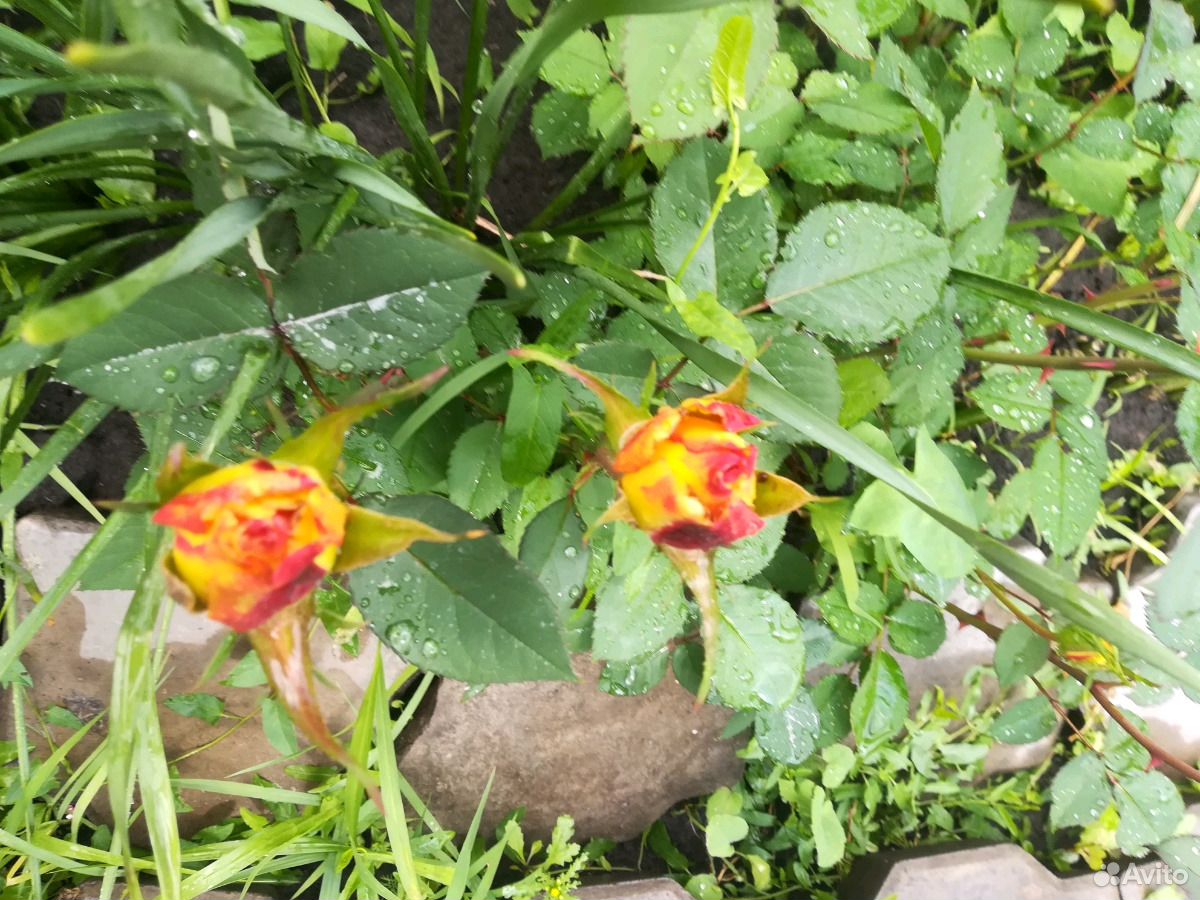 Розы под срез С куста купить на Зозу.ру - фотография № 8