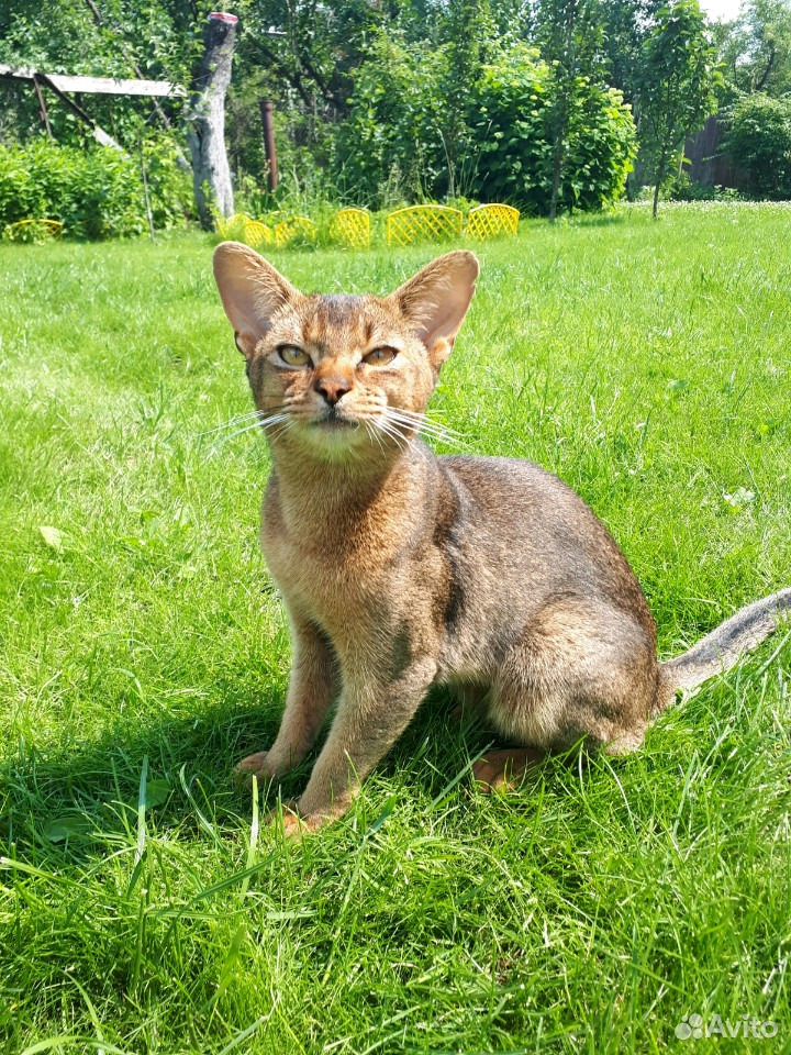 Абиссинский кот для вязки купить на Зозу.ру - фотография № 8