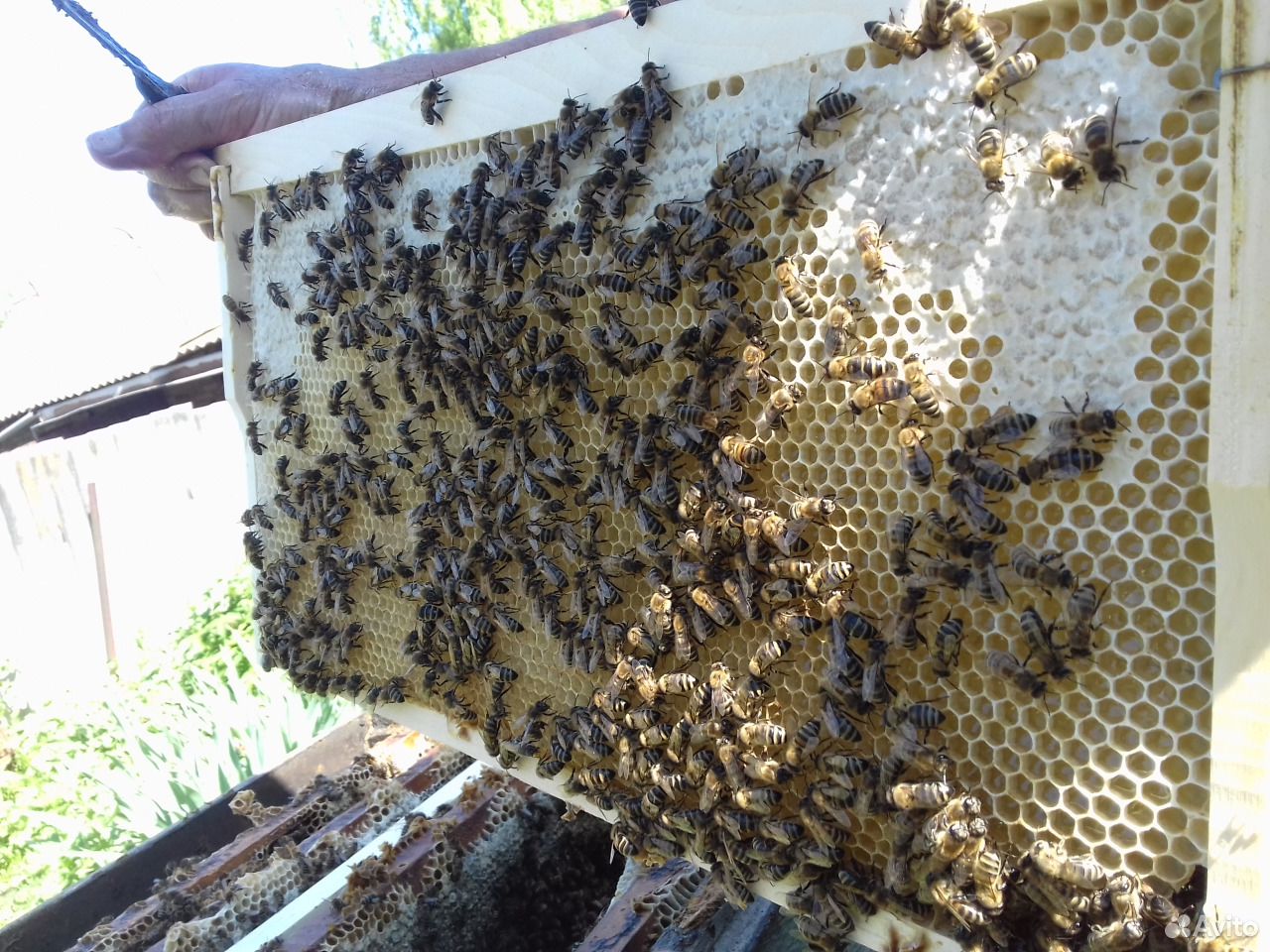 Продукты пчеловодства купить на Зозу.ру - фотография № 3