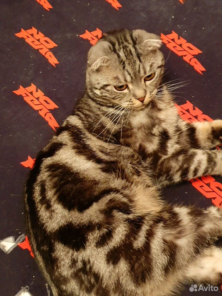 Шотландский вислоухий кот для вязки купить на Зозу.ру - фотография № 5