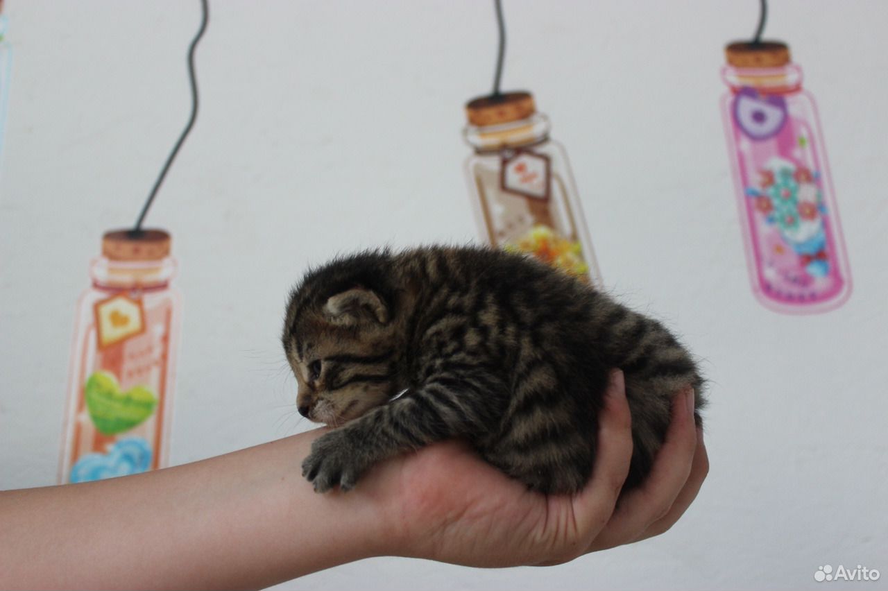 Котята, родились 8 апреля купить на Зозу.ру - фотография № 7