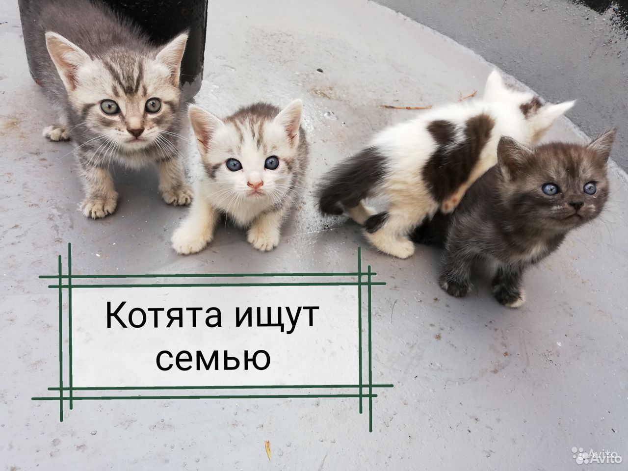 День рождения, открытки отдам в добрые руки