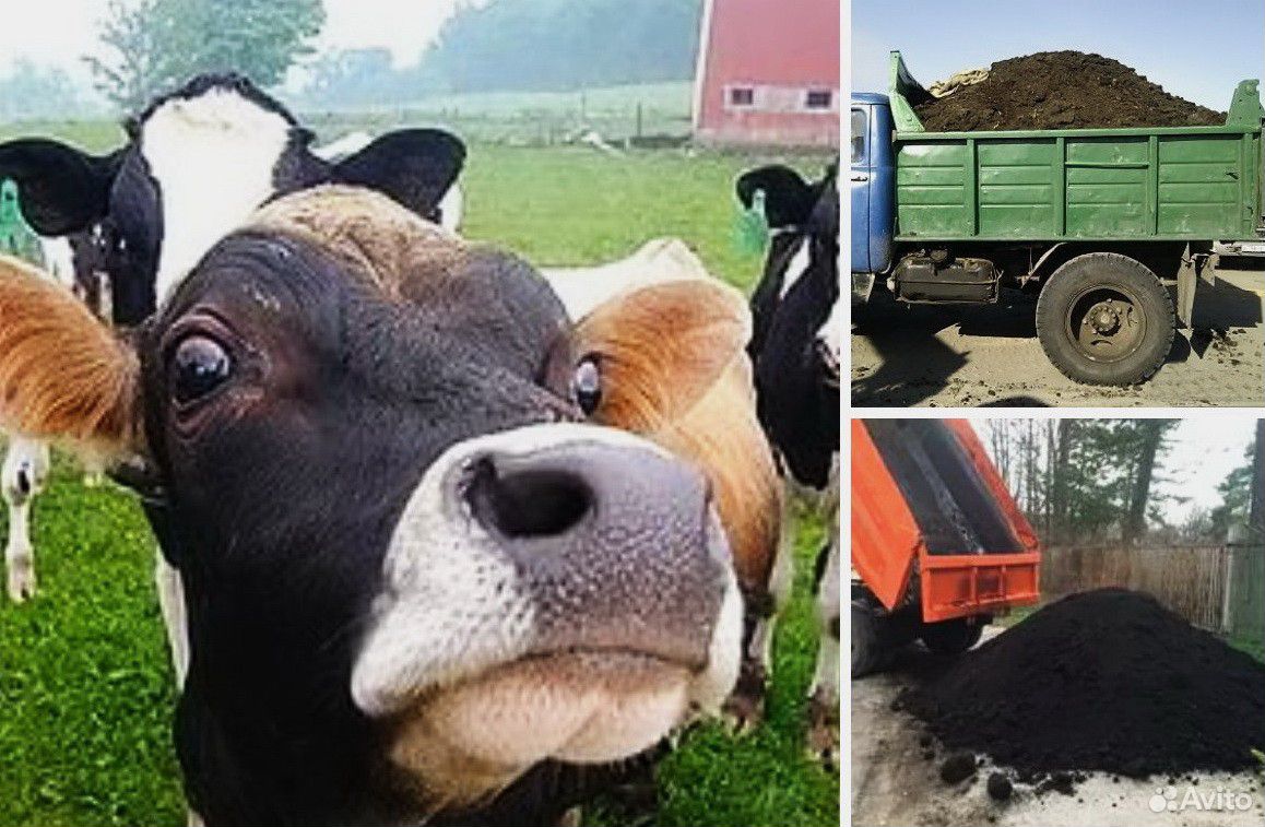сон коровы навоз. навоз коровы. снится навоз. конский навоз гранулированный 2л. сон коровы навоз.