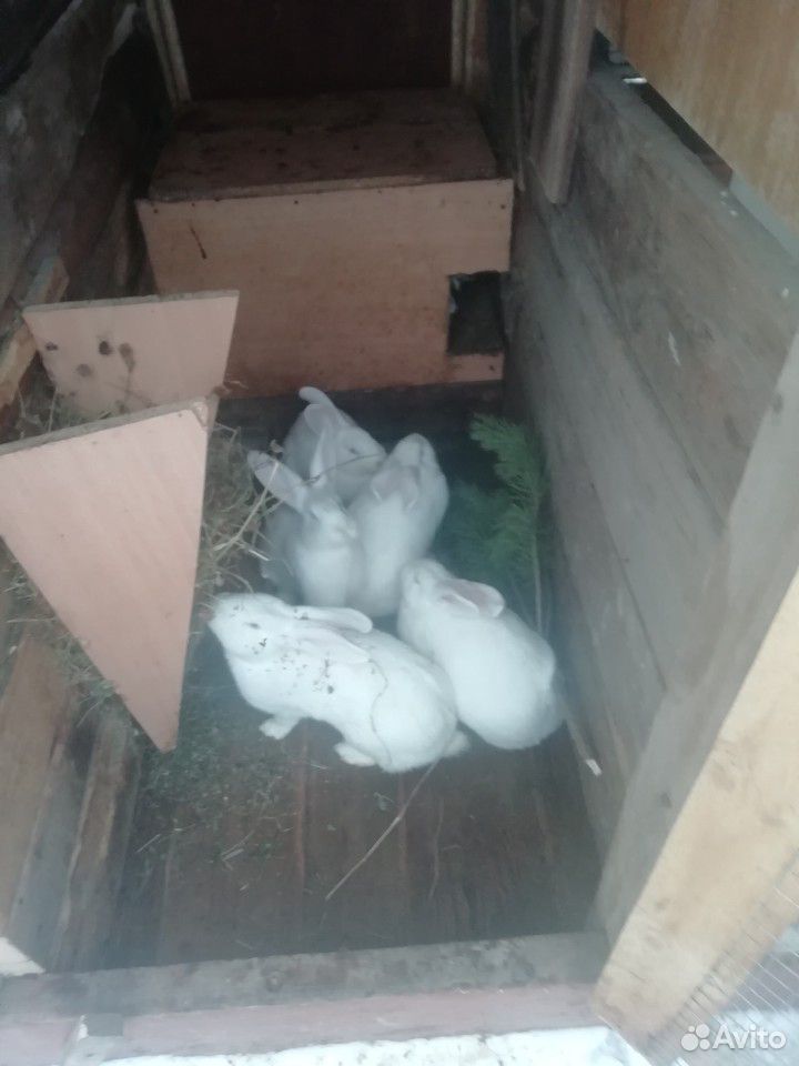 Кролики белый великан, возможен обмен, торг купить на Зозу.ру - фотография № 5