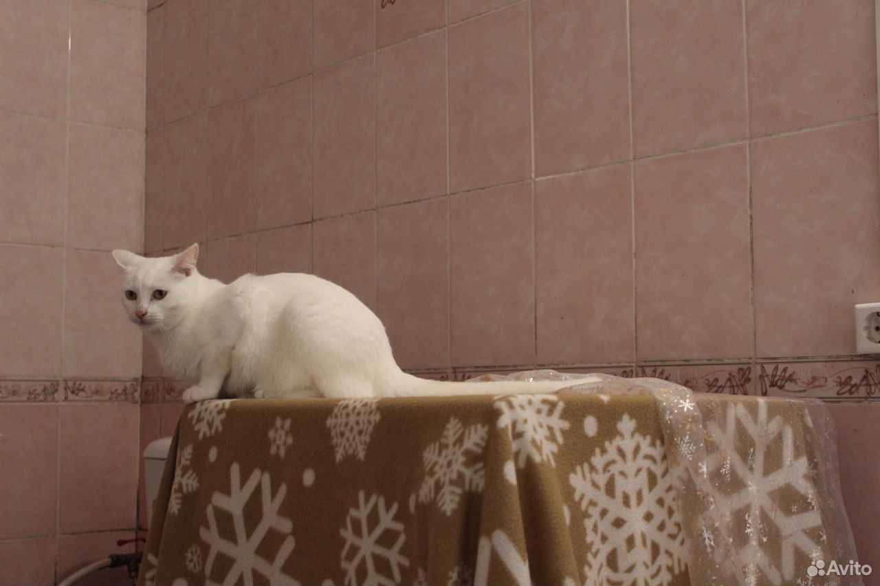 Кастрированный кот Рафинад купить на Зозу.ру - фотография № 8