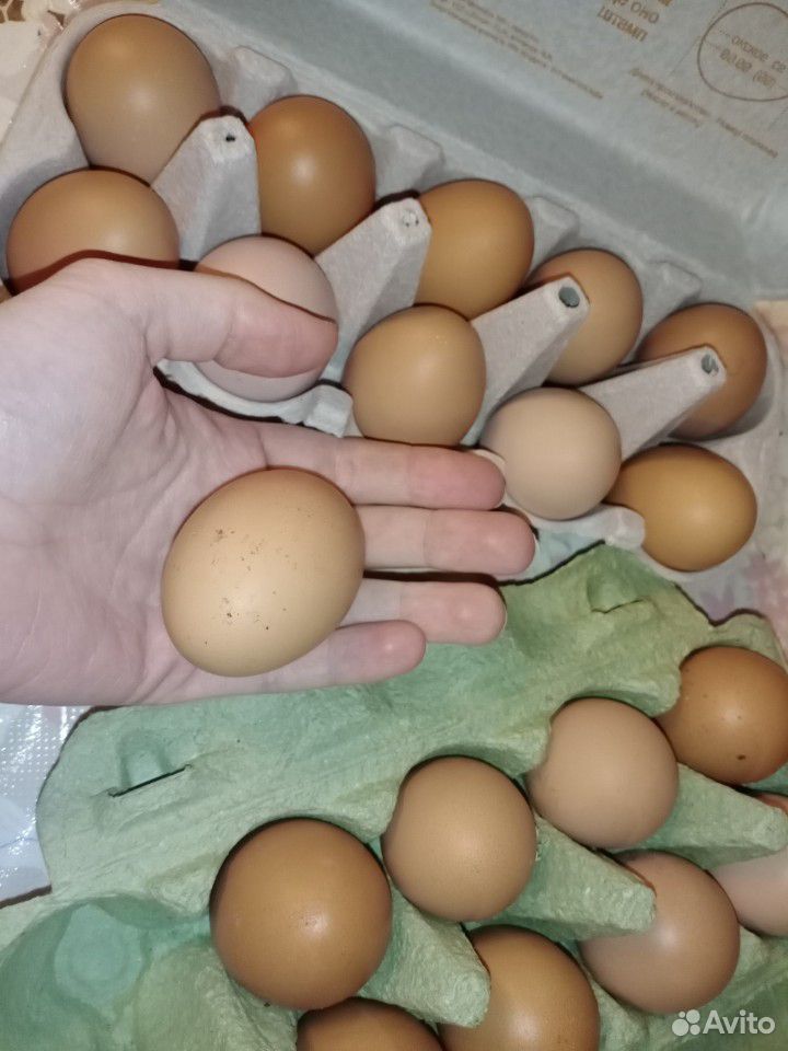 Яйцо куриное купить на Зозу.ру - фотография № 3