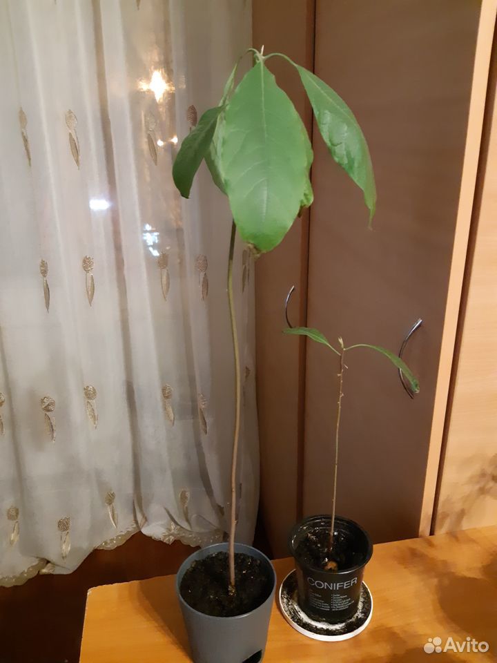Растение авокадо (2 шт.) купить на Зозу.ру - фотография № 2