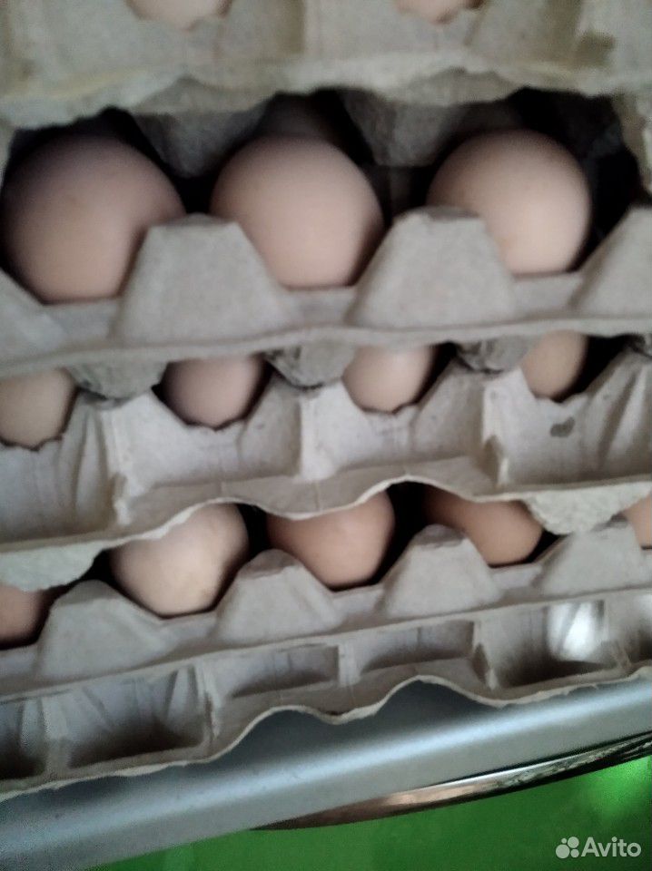 Продам яйцо домашнее купить на Зозу.ру - фотография № 1