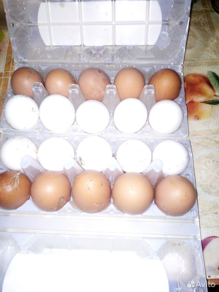 Яйцо домашнее свежее купить на Зозу.ру - фотография № 1