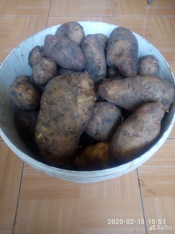 Картофель крупный на еду, семена купить на Зозу.ру - фотография № 1