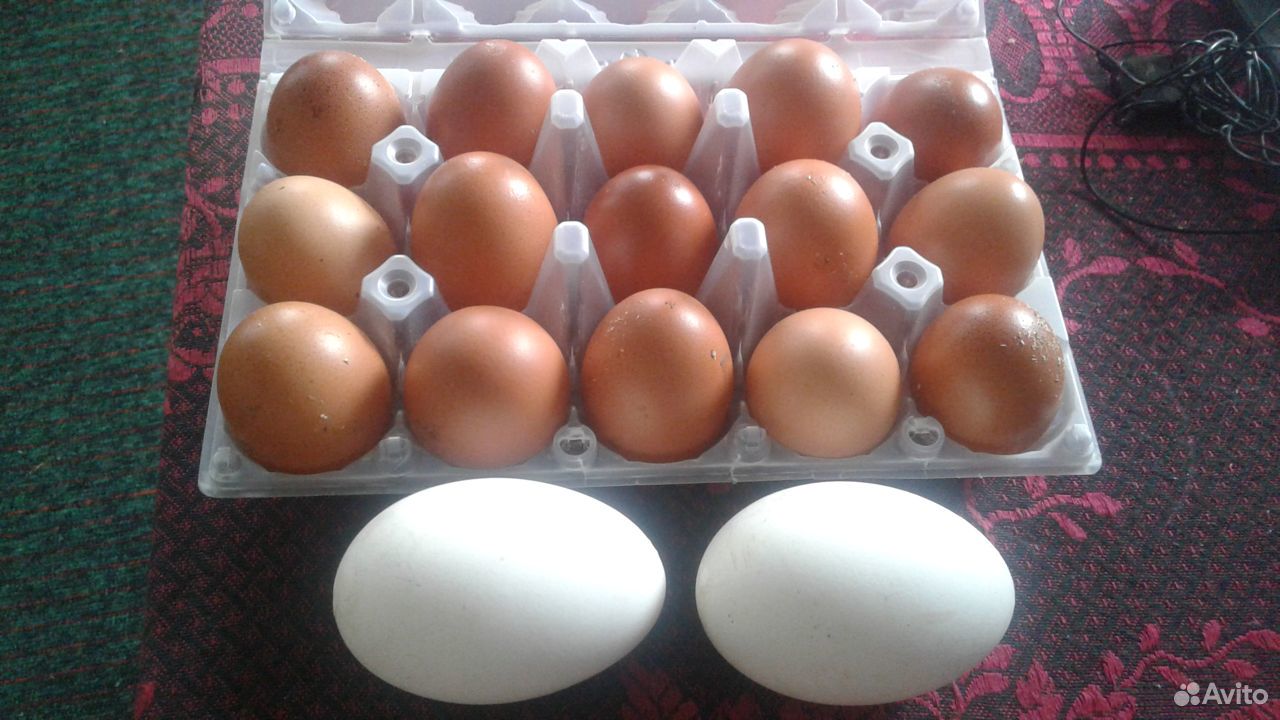 Домашние куриные яйца доставка бесплатно купить на Зозу.ру - фотография № 2