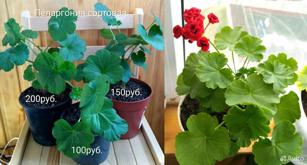 Комнатеые цветы/ растения купить на Зозу.ру - фотография № 1