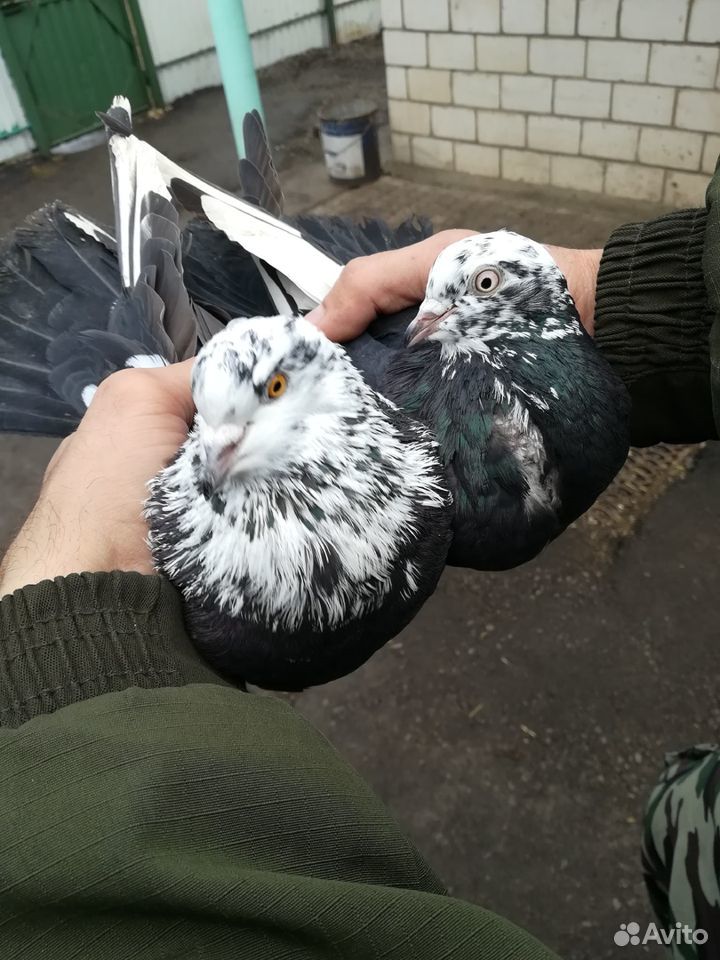 Продам голубей купить на Зозу.ру - фотография № 3