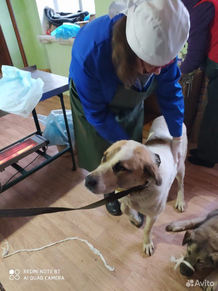 Собака метис Алабая купить на Зозу.ру - фотография № 1