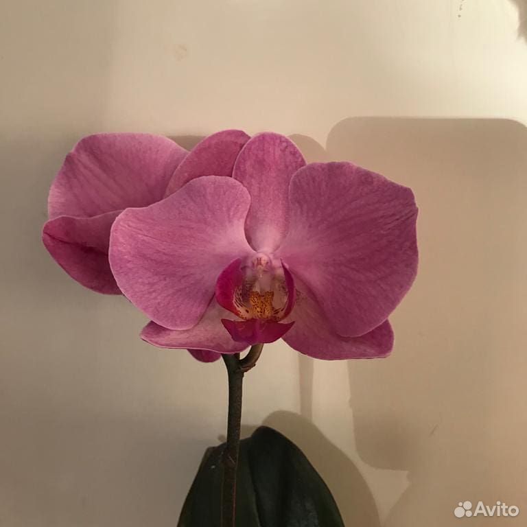 Орхидея фаленопсис на заказ купить на Зозу.ру - фотография № 6