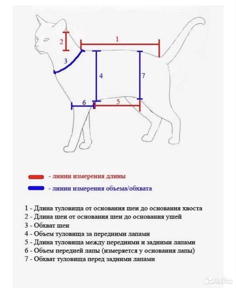 Как сшить попону для кошки после стерилизации выкройка своими руками пошагово фото