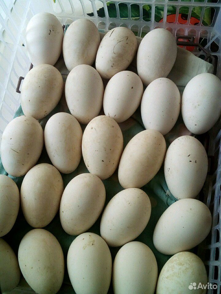 Гусиные инкубационные яйца купить на Зозу.ру - фотография № 2