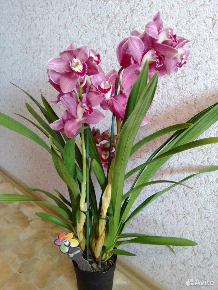 Орхидея Цимбидиум купить на Зозу.ру - фотография № 9