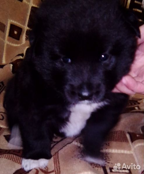 Щенок от небольшой собаки, в добрые руки купить на Зозу.ру - фотография № 1