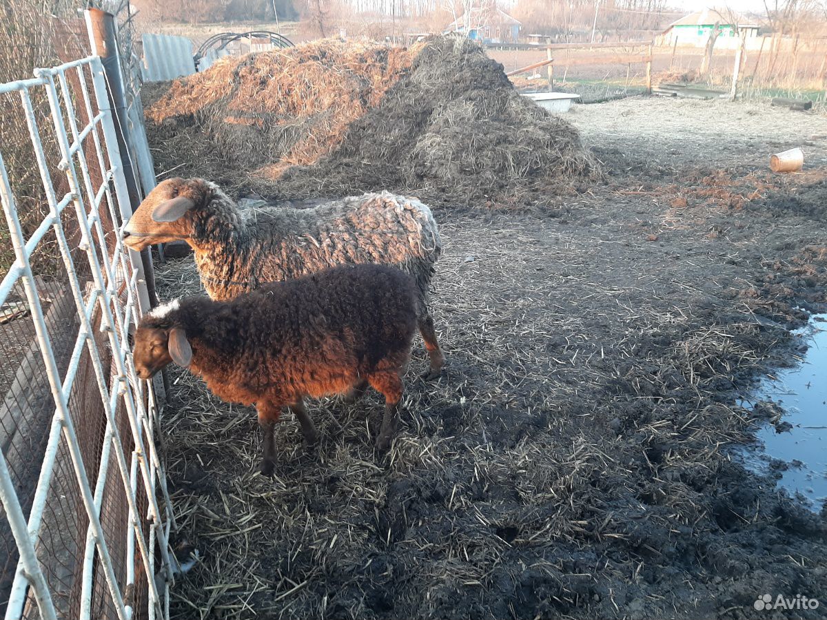 Овца курдючная и баранчик(от нее 4 месяца.) купить на Зозу.ру - фотография № 2