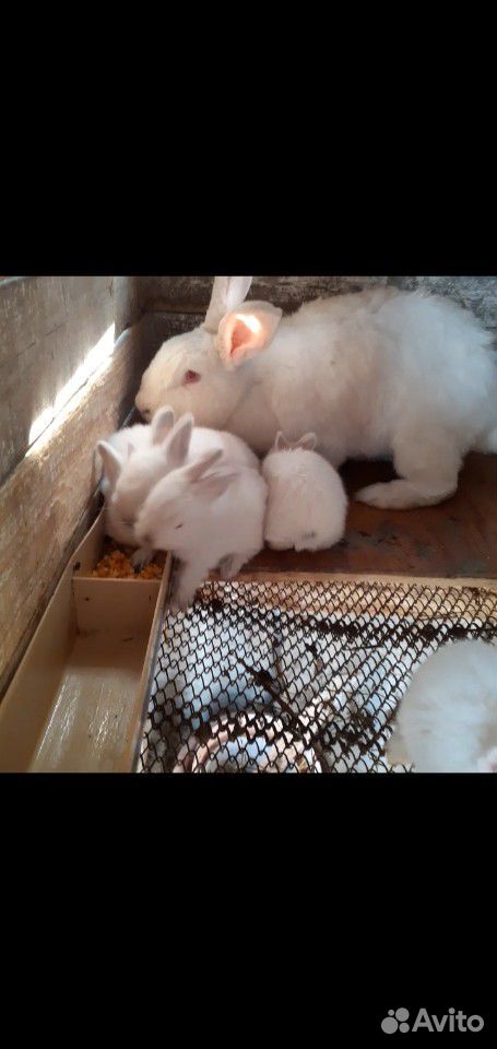 Белый великан с 8 крольчатами вместе купить на Зозу.ру - фотография № 5