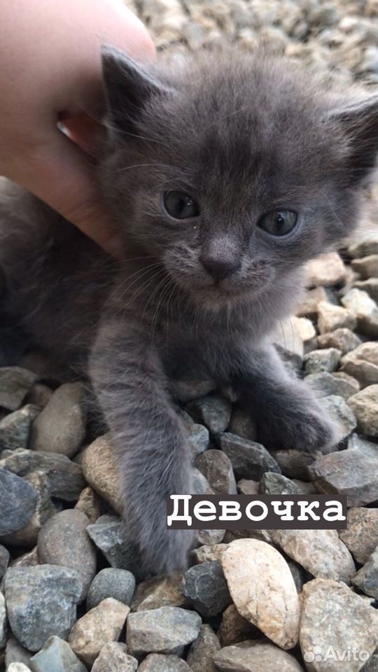 Котята в добрые руки купить на Зозу.ру - фотография № 5