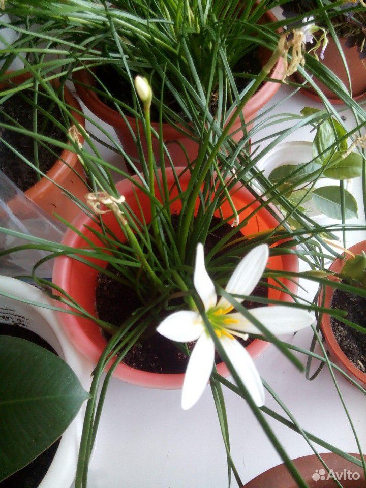 Зефирантес белые цветы купить на Зозу.ру - фотография № 1