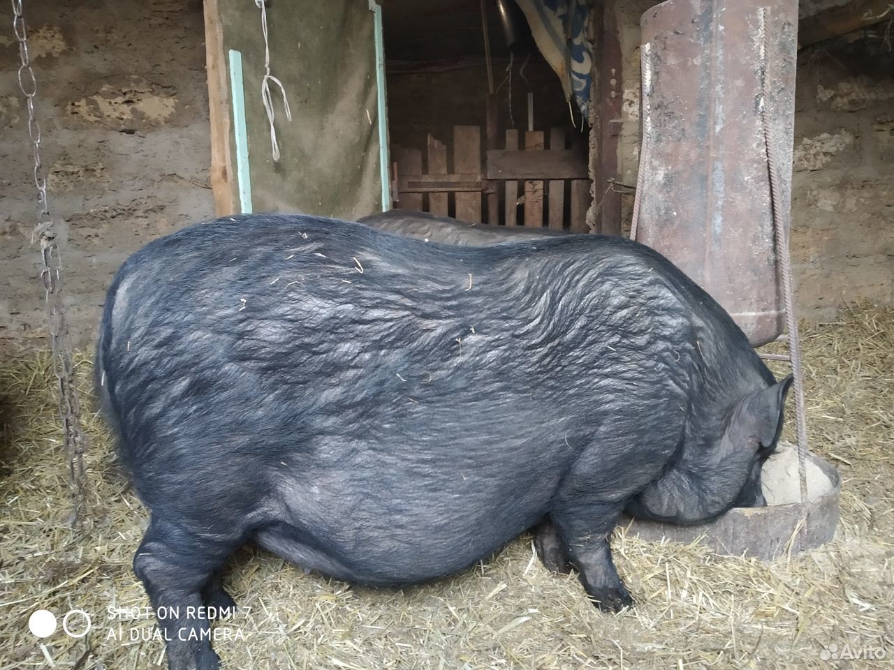 Хряк свинка купить на Зозу.ру - фотография № 2