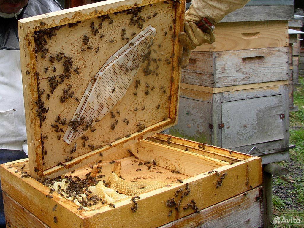 Улики и пчёлы купить на Зозу.ру - фотография № 1