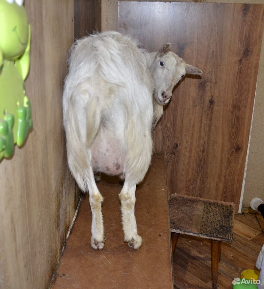Продам козу купить на Зозу.ру - фотография № 3