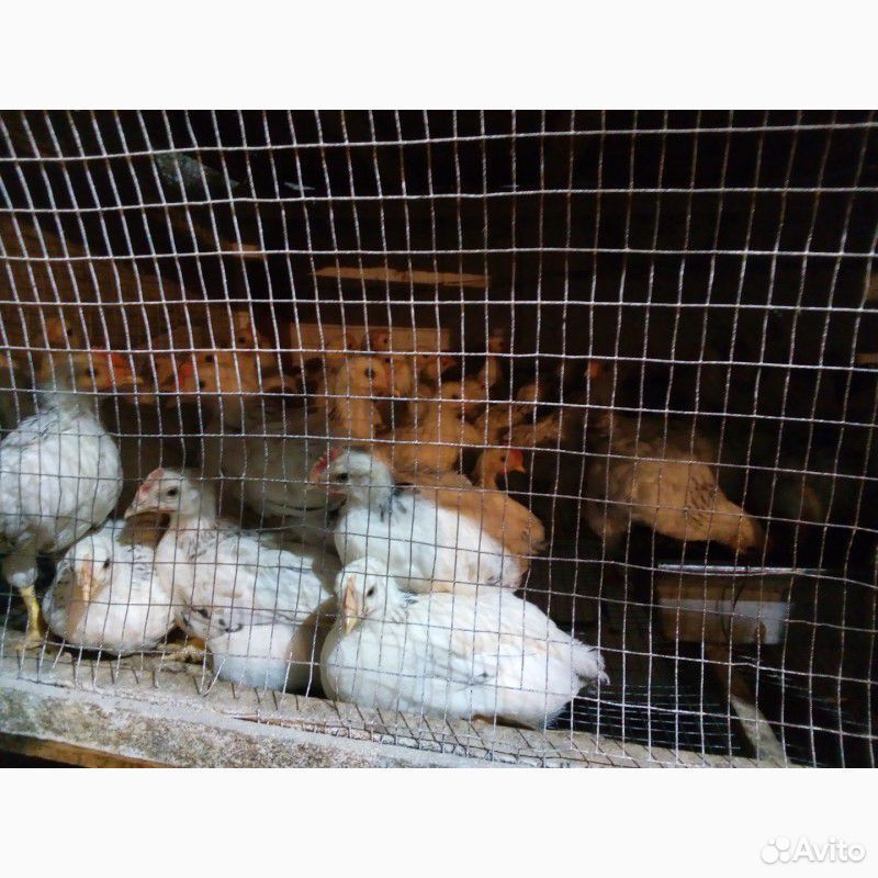 Цыплята утята подрощеные и суточные купить на Зозу.ру - фотография № 1