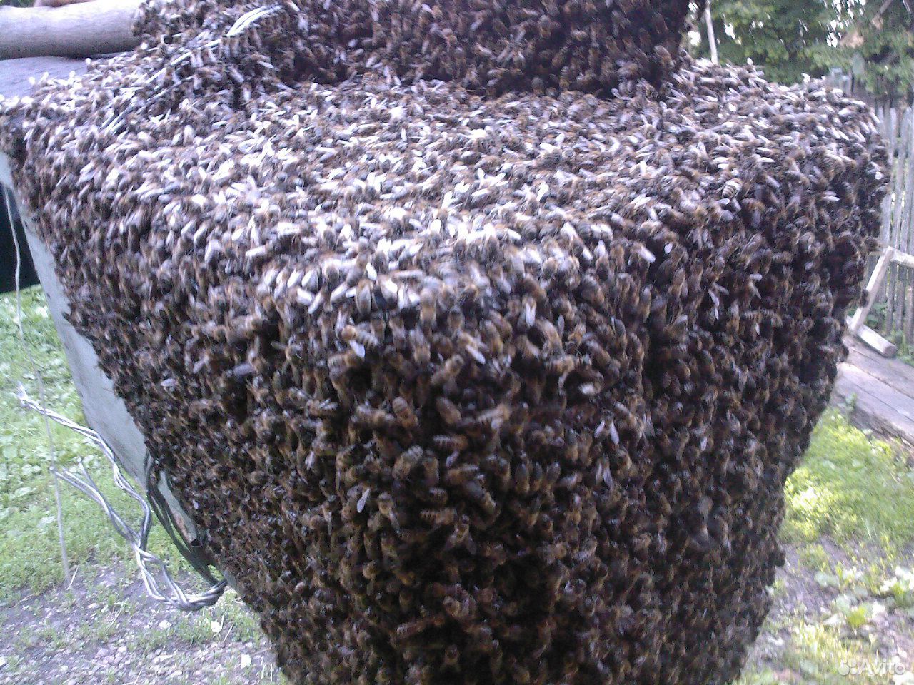 Пчёлы с деткой купить на Зозу.ру - фотография № 1