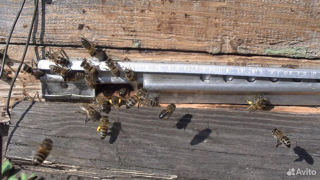 Пчёлы, пчёлосемьи купить на Зозу.ру - фотография № 3
