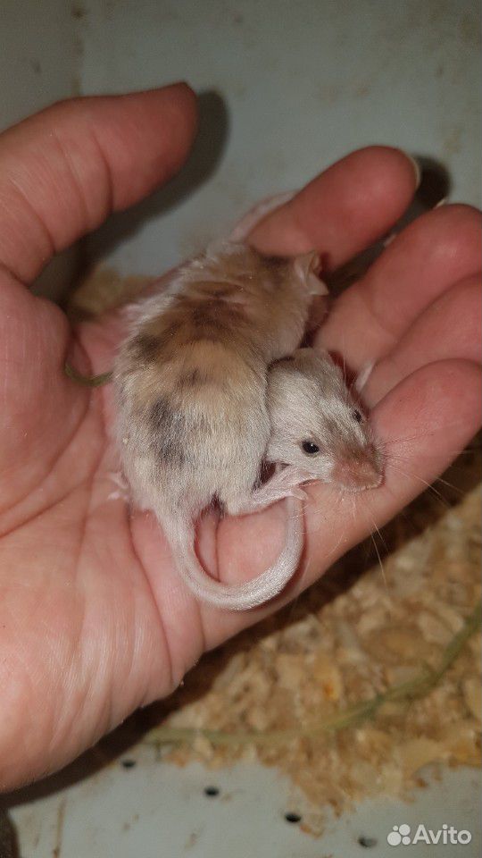 Мышки и крыски купить на Зозу.ру - фотография № 5