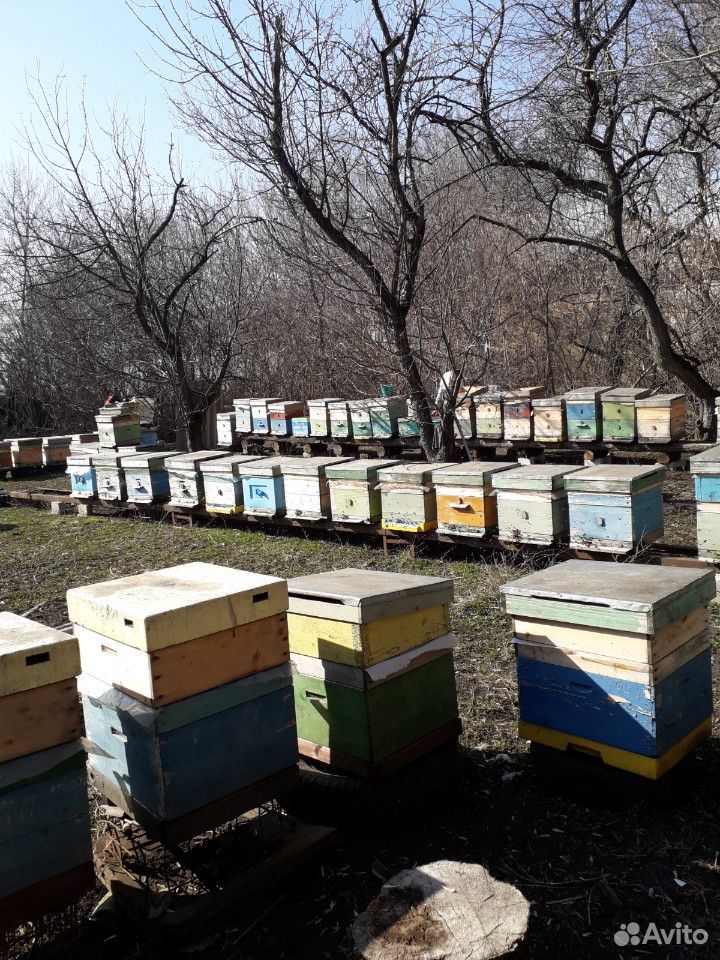Пчедосемьи купить на Зозу.ру - фотография № 3