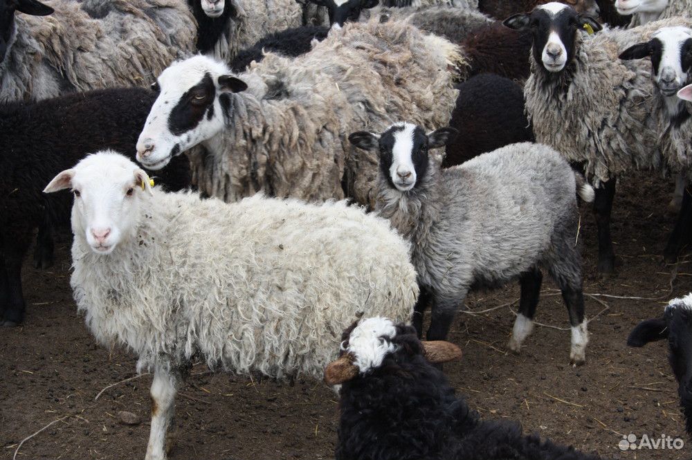Овцы, ягнята купить на Зозу.ру - фотография № 5