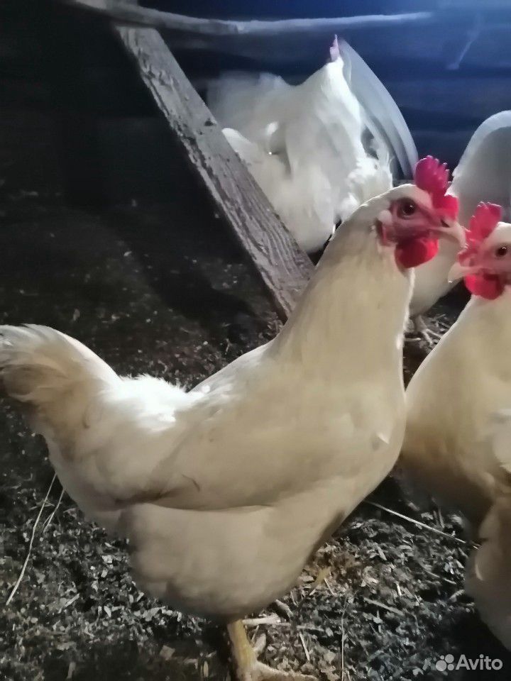 Цыпленок породы мини-мясная белая В66 купить на Зозу.ру - фотография № 2